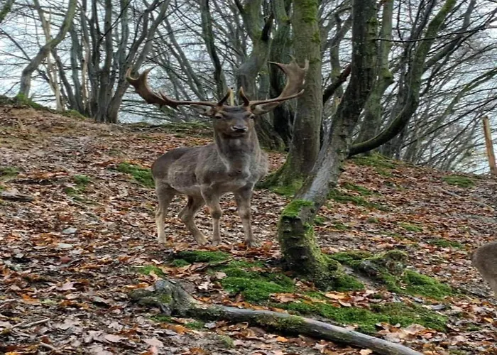 With Terrace And Pool In The Garden * Pracht